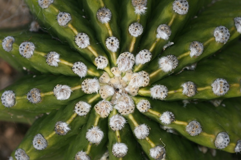 arizona garden